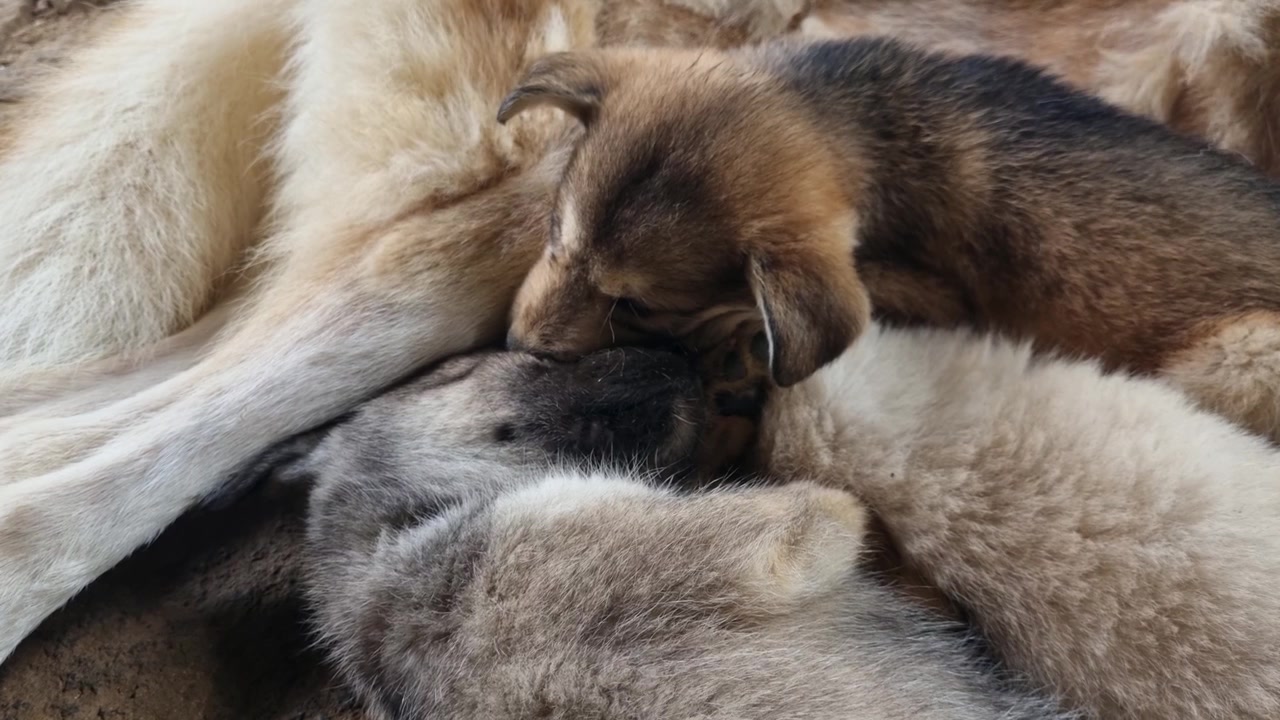 Søte huskyvalper som sover stablet oppå hverandre, puster rolig og danner en myk pelsball i et nærbilde, som fanger bedårende og fredelige valper.