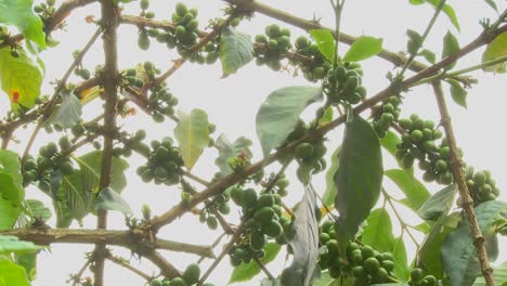 low angle shot across coffee berries growing in a tropical location