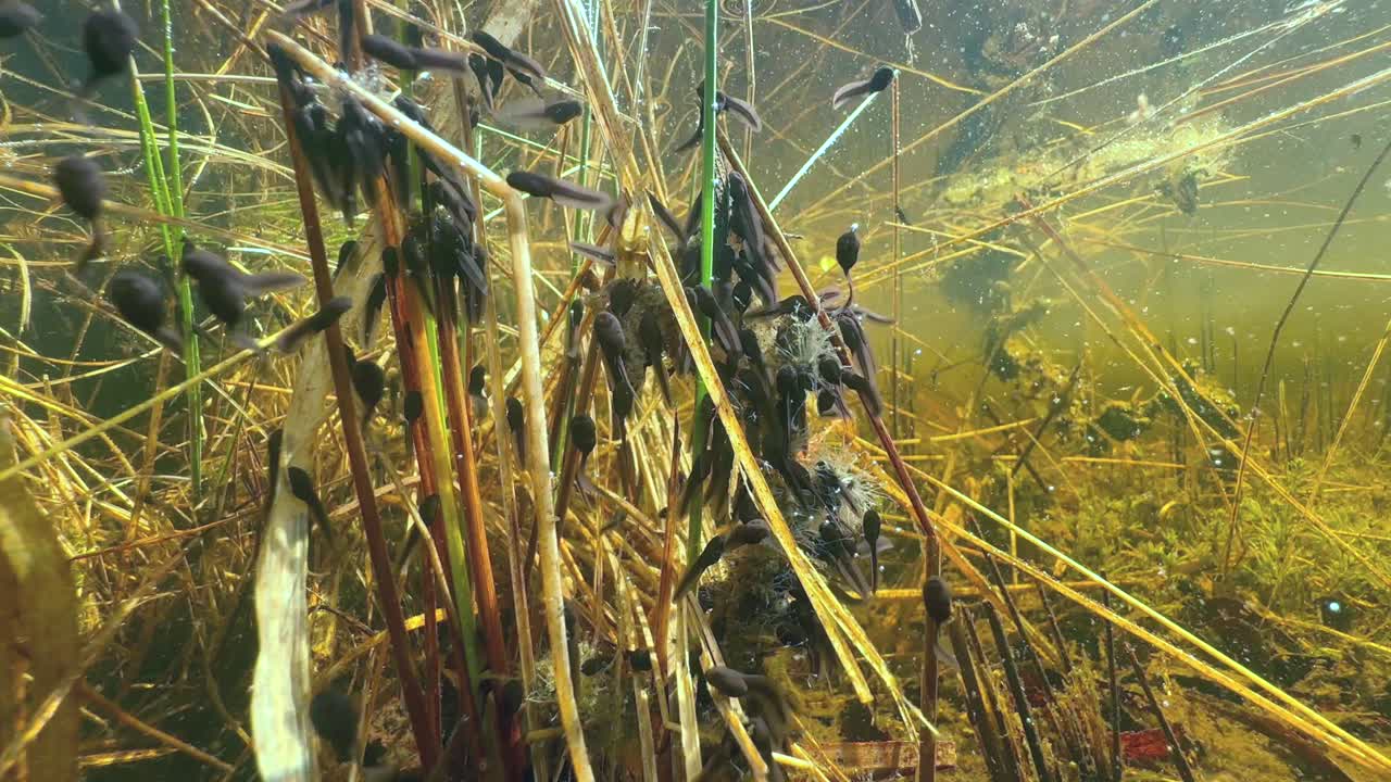 Newly hatched Moor frog (Rana arvalis) tadpoles in a shallow pond. Estonia.