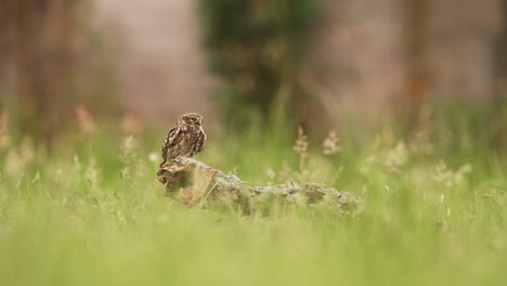 little owl perched on a tree stump in a meadow