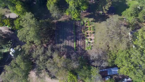 Antena:-Ojo-De-Pájaro-Lento-Decente-En-Una-Granja-En-Austin,-Texas,-Donde-Un-Trabajador-Esparce-Tierra-En-Hileras-De-Vegetación