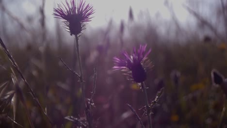 Purple-flowers-in-the-field