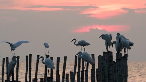 Der-Silberreiher,-Auch-Silberreiher-Oder-Silberreiher-Genannt