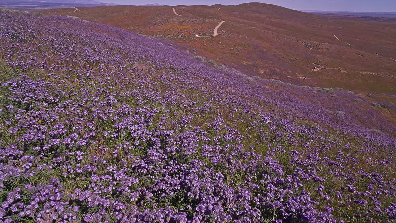 Lacy Phacelia (Phacelia) med californisk valmue (Eschscholzia californica) i bakgrunnen. Blomster som blomstrer over ørkenbakker under en vårlig superblomstring nær Antelope Valley California valmue-reservat
