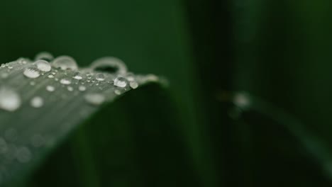 Makroaufnahme-Eines-Wassertropfens,-Der-In-Zeitlupe-Von-Einem-Blatt-Fällt