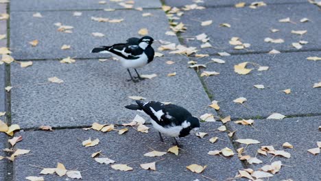 two magpie larks interacting on a leaf-covered pavement