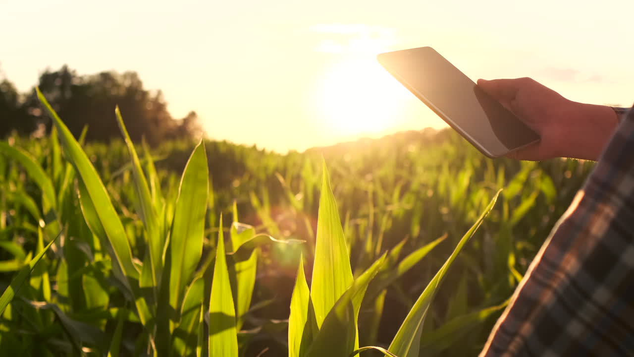 primer plano de la lente: la mano del agricultor toca las hojas de maíz en el campo al atardecer y comprueba la calidad del cultivo en crecimiento y introduce los datos para su análisis en la tableta informática para el seguimiento remoto del cultivo