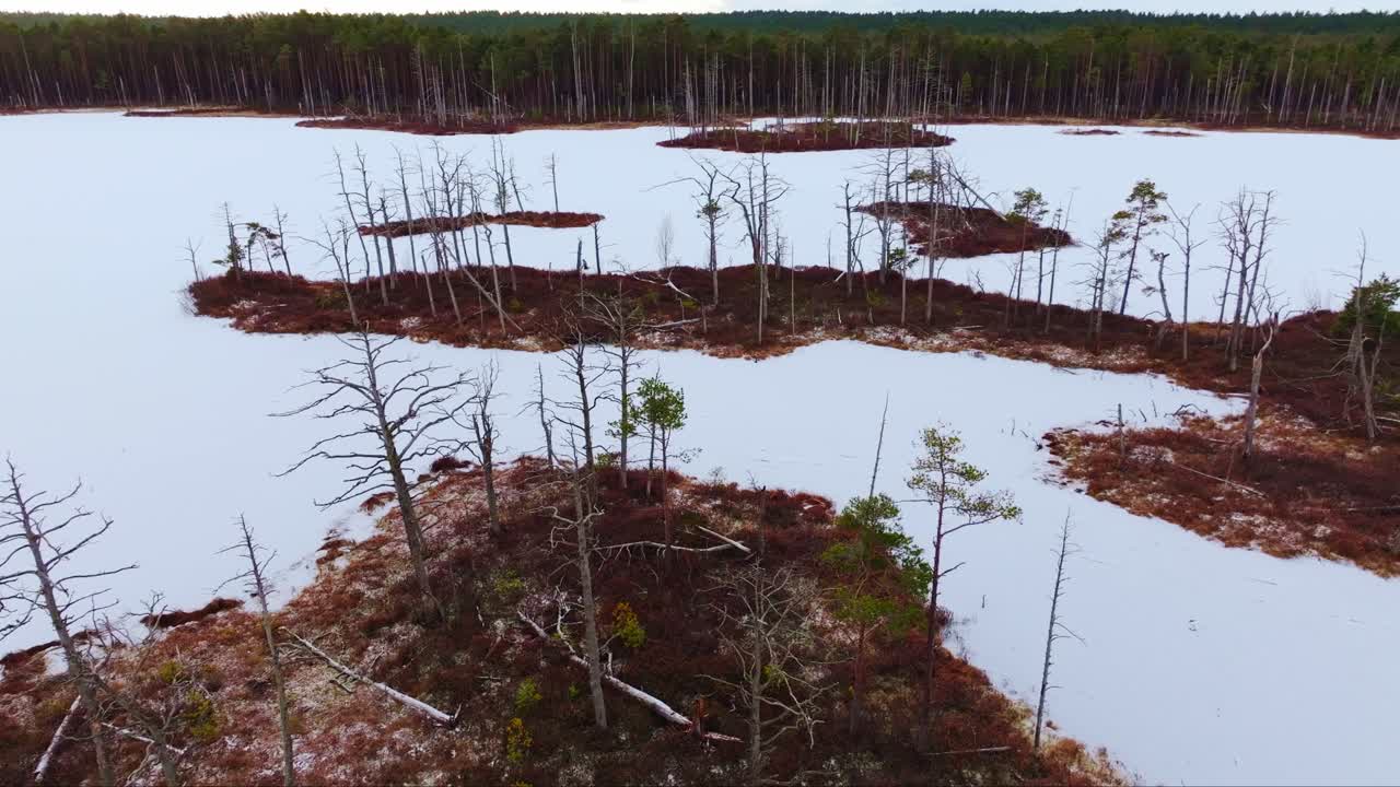 Aerial footage of icy bog lake and frozen trees surrounded by snow in Latvia