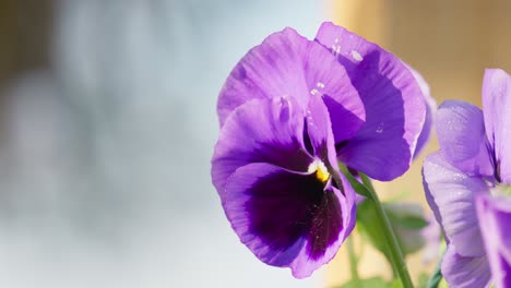 close up of viola plants in hanging basket in springtime