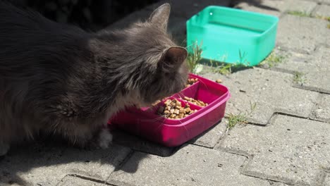 gato gris comiendo comida afuera