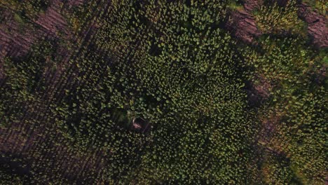 Sunflower-farm-during-sunset-with-lush-green-leaves-on-a-farm-in-Africa