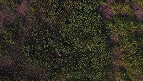 sunflower farm during sunset with lush green leaves on a farm in africa