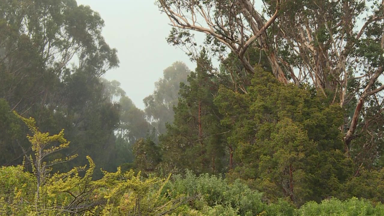 Kabut tebal dan embun bergerak menyelimuti pepohonan hijau rimbun di hutan tropis Maui, Hawaii.