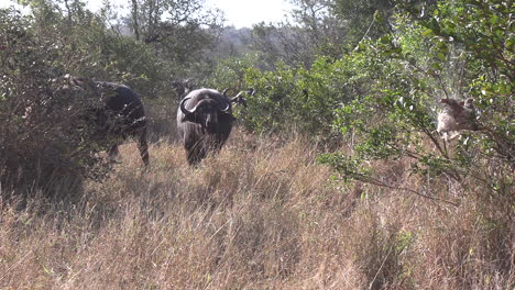 a lioness recognizes she's outnumbered and flees from a herd of african buffalo