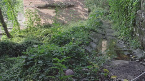 The-abandoned-village-is-covered-with-green-plants