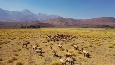 Aerial-Over-A-Beautiful-Herd-Of-California-Elk-Or-Mule-Deer-Running-In-Fields-In-The-Eastern-Sierra-Nevada-Mountains-Near-Lone-Pine,-California