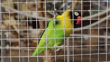 joyful parrot behind a fence in his cage