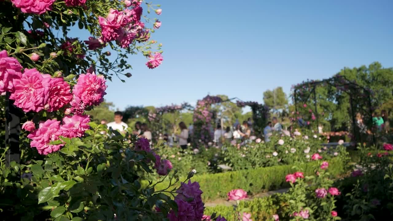 정원에서 아름다운 분홍색 장미