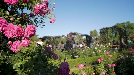 beautiful pink roses in a garden