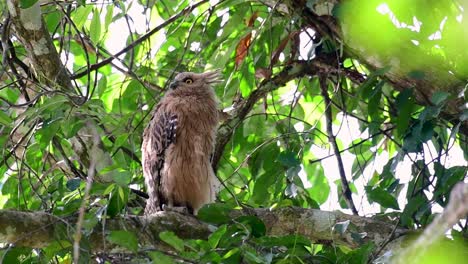 The Buffy Fish Owl is a big owl and yet the smallest among the four Fish Owls