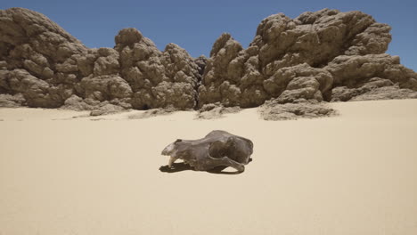 a skull lies in the sand of a desert canyon