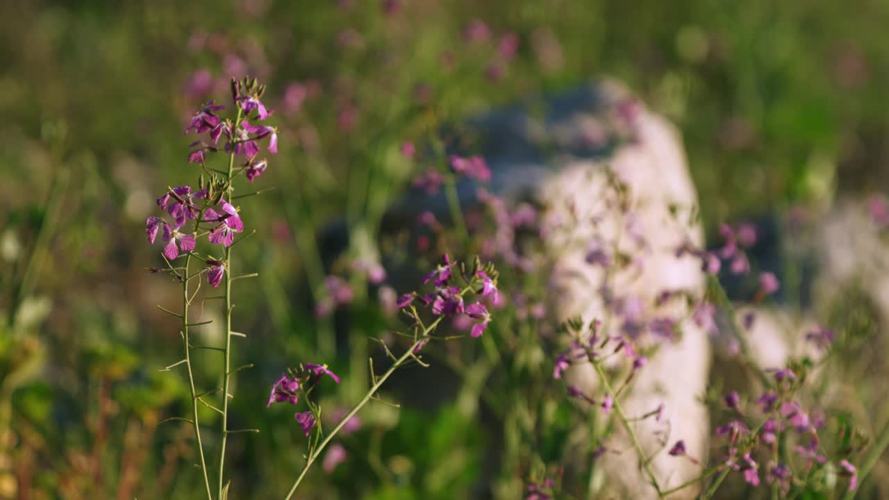 planta de flores silvestres de lunaria rosa en el prado al atardecer, poca profundidad de campo