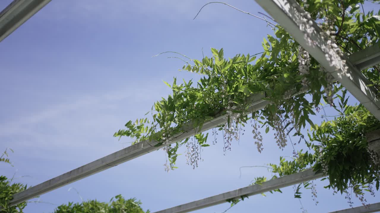 Green foliage and white flowers on a pergola against a clear blue sky