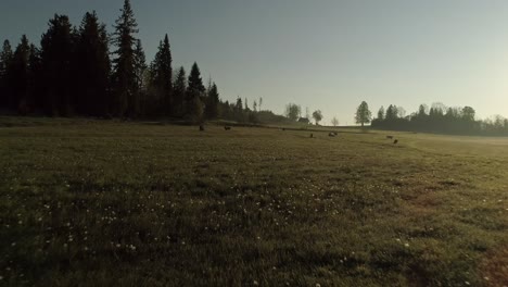 drone flying above grassland approaching a herd of cows grazing on a sunny day - wide shot