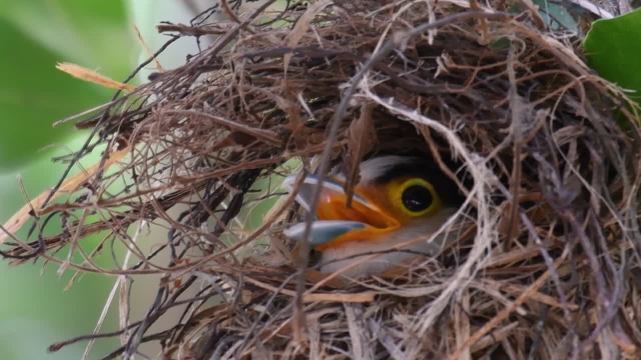 Il beccolargo dal petto argentato è un uccello famoso in Thailandia, sia a livello locale che internazionale.