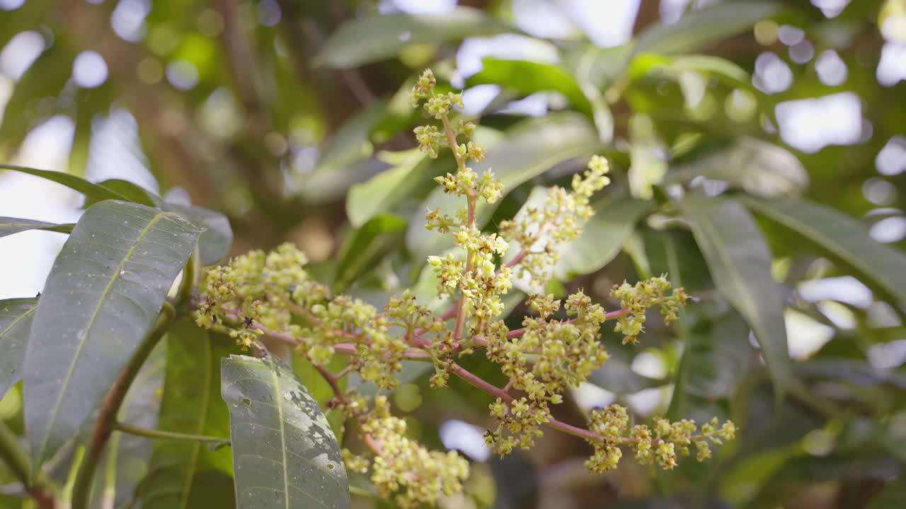 la belleza de una rama de mango en plena floración, adornada con flores vibrantes durante las tranquilas horas de la mañana
