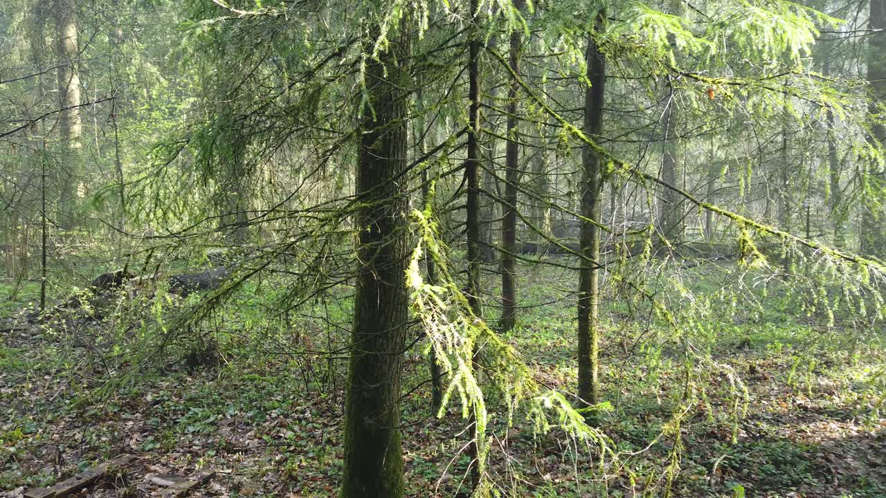 hermoso bosque místico con musgo verde y hermosos rayos de sol con vapor brumoso y lluvia.