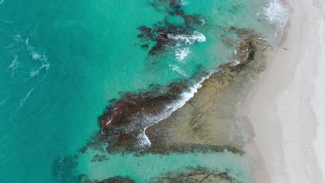 birdseye aerial view, white sand beach, turquoise ocean water and waves breaking on coast of southwestern australia, tilt up drone shot