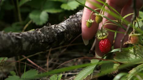 wild strawberries picking in forest close up