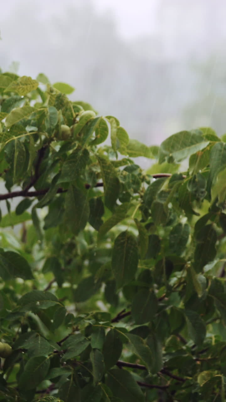 Green tree branches under the falling rain. Walnut Vertical video