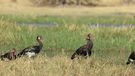 four spur-winged geese waddle slowly along the green bank of the khwai river, botswana