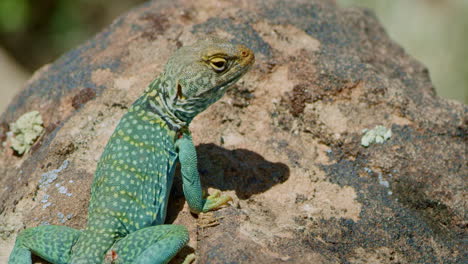 Close-Up-Collared-Lizard-sitting-still-on-moss-covered-rock