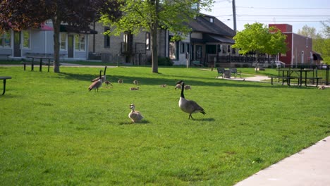 geese and goslings walking on the grass medium wide shot