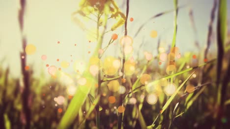 Grass-waving-in-the-wind-on-a-sunset-