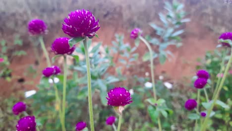 static close up shot of purple wildflowers swaying in wind