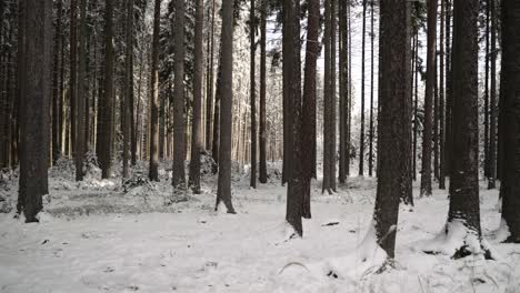 Pan-shot-of-white-snow-covered-coniferous-forest-floor-during-evening-time