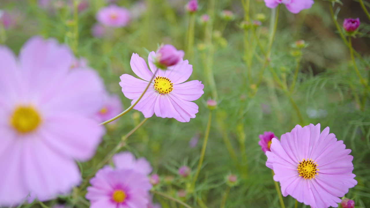 Beautiful Pink Cosmos Flowers In The Garden. - closeup shot