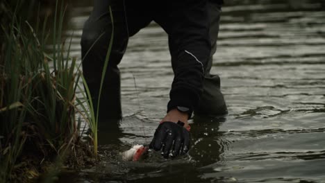 Pescador-Atrapando-Perca-En-Cámara-Súper-Lenta