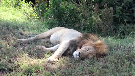 cerca de un león salvaje durmiendo tranquilamente en la hierba mientras las moscas vuelan alrededor