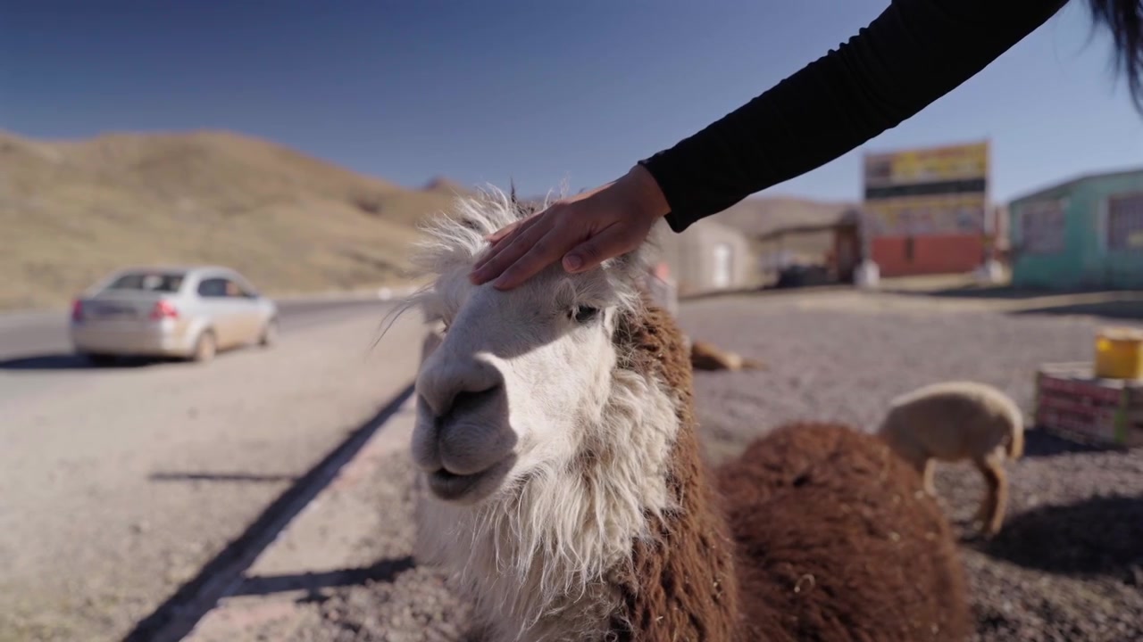 Momento autêntico de uma mulher acariciando uma lhama fofa em uma passagem de montanha de alta altitude. Cena de viagem cinematográfica destacando a sustentabilidade e o bem-estar animal nos Andes.