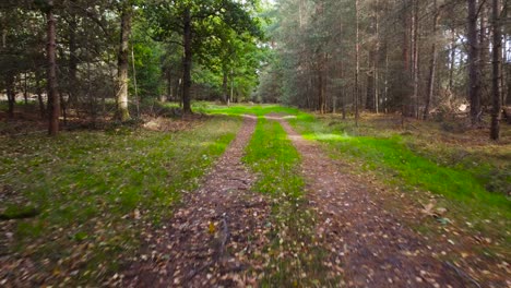 Walking-on-forest-path,-first-person-view