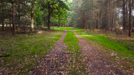 walking on forest path, first person view