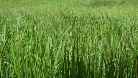 A-perennial-grass-native-to-tropical-and-subtropical-Asia-and-also-introduced-to-several-countries