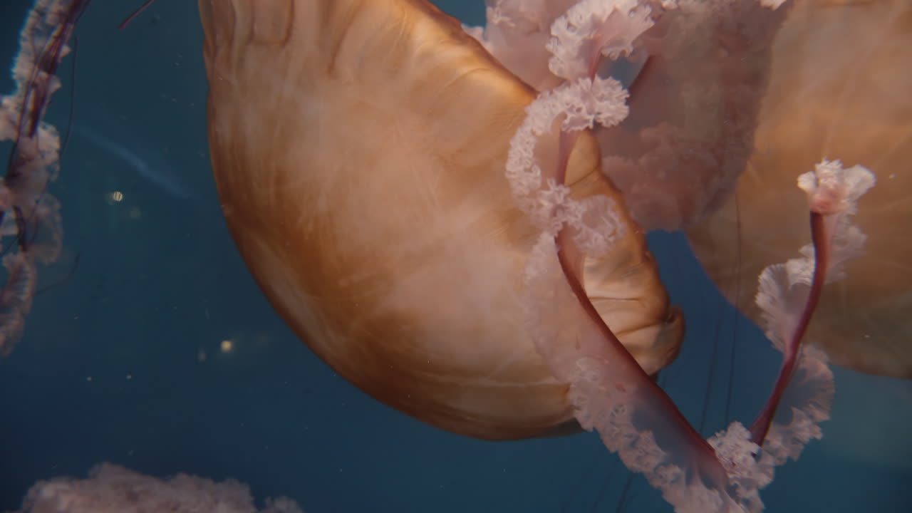 medusas de color púrpura