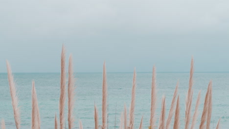 Pampas-grass-and-ocean-view