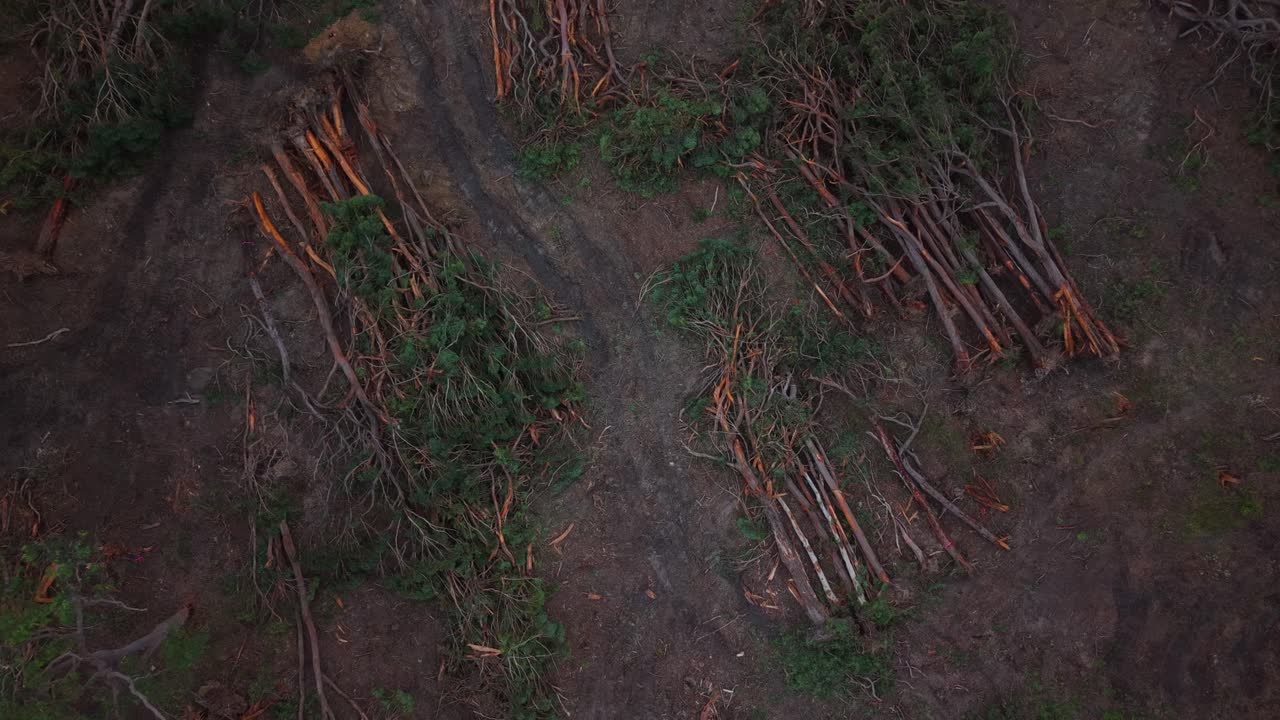 Descending drone from above cleared eucalyptus landscape in dry New South Wales region
